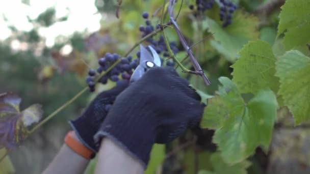 Kéz a munkában kesztyű narancs intelligens karkötő szedés szőlő naplementekor a saját gazdaságában kerti ollóval Organikus bor és természetes termékek koncepció Close-up — Stock videók