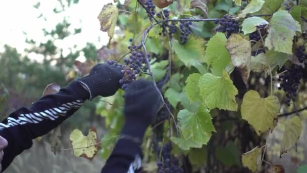 Női farmer munkaruhában kesztyű narancs intelligens karkötő gyűjti szőlő betakarítás szőlőültetvény. Kézzel vágott szőlő metszővel Organikus bor és természetes termékek koncepciója Közelkép — Stock videók