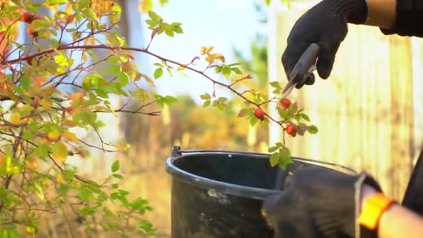 Woman hands in work gloves with orange smart bracelet plucks dog-rose. Harvest season. Organic and natural products family farm concept — Stock Video
