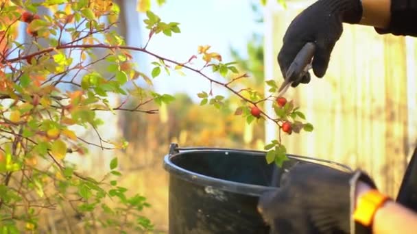 Vrouw handen in het werk handschoenen met oranje slimme armband plukt hond-roos. Het oogstseizoen. Begrip biologische en natuurlijke producten voor familiebedrijven — Stockvideo