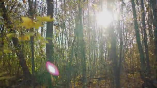 Los rayos del sol pasan a través de los árboles con un brillo bienaventurado Movimiento en el bosque de otoño — Vídeo de stock