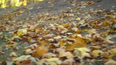 Sakallı adam sonbahar parkındaki çimlerde Çin Tai Chi egzersizi yapıyor.