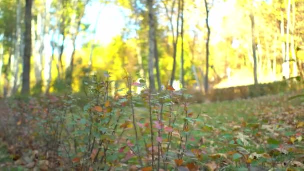 Mouvement près de la brousse sur la pelouse d'automne pour les sports dans le parc de la ville d'automne — Video