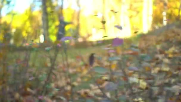 Movement near bush on autumn lawn for sports man engaged gymnastics on background — Stock Video