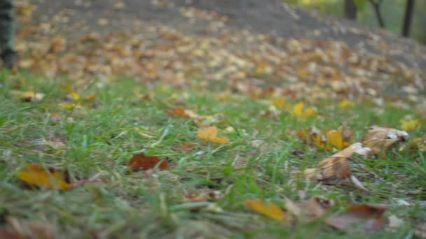 카키색 옷을 입은 중년 남자가 가을 도시 공원 잔디 위에서 나체 운동을 하고 있습니다. — 비디오