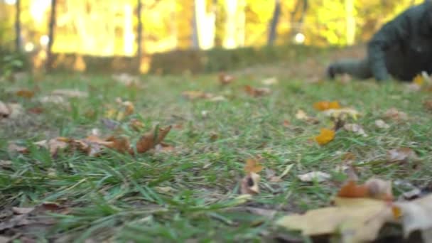 Skäggig medelålders man i khakikläder gör armhävningar i höstens stadspark — Stockvideo