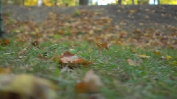 Bärtiger Mann mittleren Alters in khakifarbener Kleidung bei Beinübungen auf dem Rasen im herbstlichen Stadtpark — Stockvideo