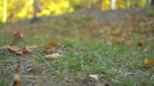 Barbu homme d'âge moyen en vêtements kaki faire chinois tai chi exercices sur la pelouse dans le parc de la ville d'automne — Video