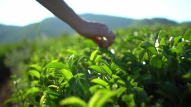 Kadın, çay yapraklarını topluyor. Taze yeşil çay tarlası, dağ arkası tarlaları.