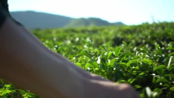 Femme d'âge moyen mains ramasser des feuilles de thé vert frais sur la plantation de thé champ de ferme avec fond de montagne — Video