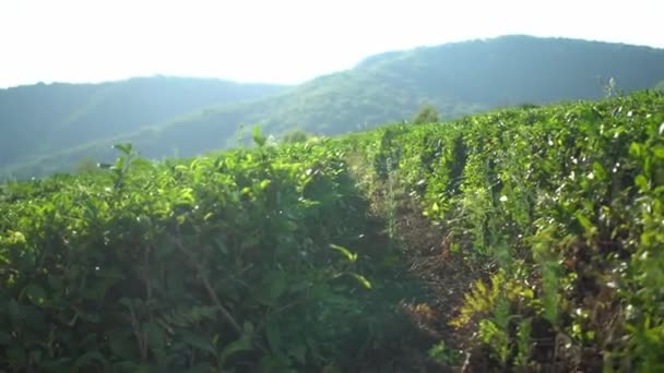 Fly of camera between harmonic rows of tea bushes plantation farm field with mountain background — Stock video