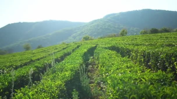 Afdaling van de camera naar harmonische rijen theestruiken plantage boerderij veld met bergachtige achtergrond — Stockvideo