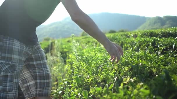 Macho mano recoger té hojas fresco verde té plantación granja campo con fondo de montaña — Vídeos de Stock