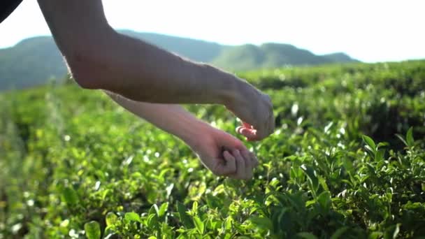 Середнього віку управляє збиранням свіжого зеленого чайного листя на гармонійних рядах чайних кущів плантації сільськогосподарського поля з гірським фоном — стокове відео