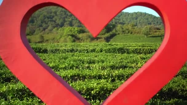 Taze yeşil çay tarlası ve tepeleri olan büyük kırmızı bir kalp. — Stok video