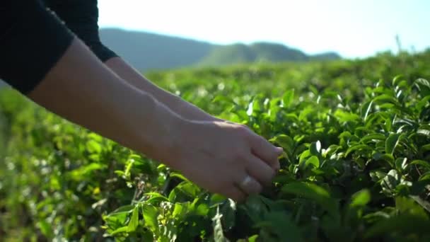 Mãos femininas pegando folhas de chá verde fresco no campo de fazenda de plantação de chá com fundo de montanha — Vídeo de Stock