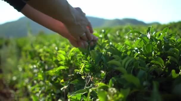 Mulher colhendo folhas de chá verde fresco no campo de fazenda plantação de chá com fundo de montanha — Vídeo de Stock