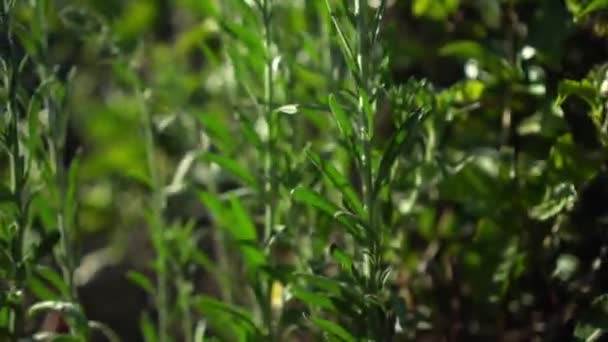 Chá arbustos plantação campo de fazenda com fundo de montanha — Vídeo de Stock