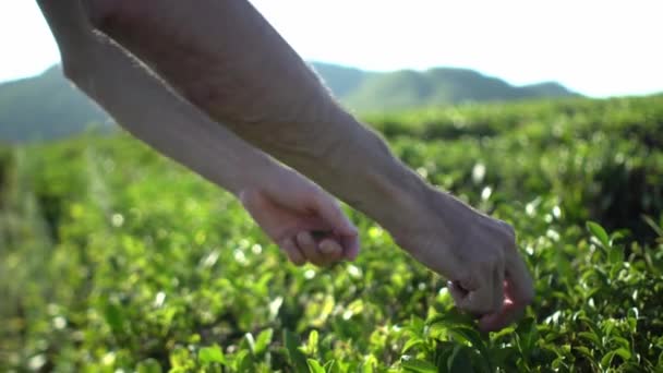 Man harvesting fresh green tea leaves on tea plantation farm field with mountain background — Stock Video