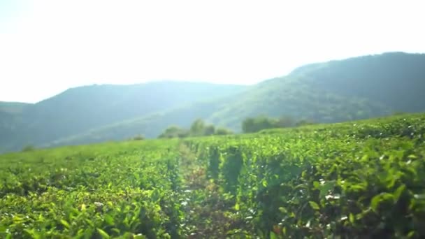 Passaggio tra bellissimi cespugli di tè verde campo fattoria piantagione con sfondo di montagna — Video Stock