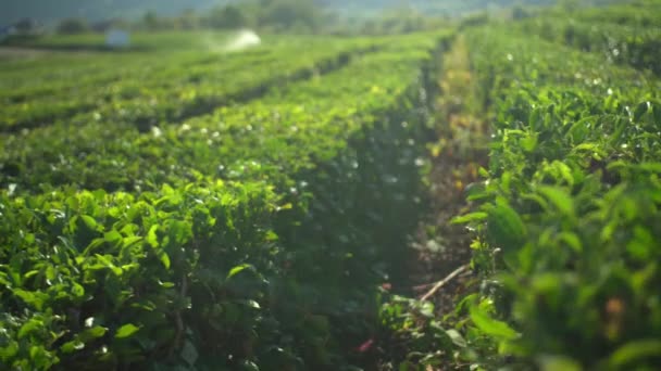 Arbustos de chá verde bonito campo de fazenda plantação com fundo de montanha — Vídeo de Stock