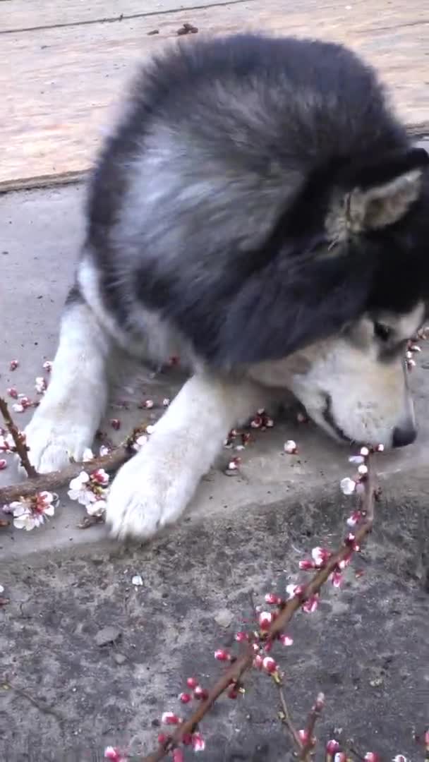 O cão husky siberiano está perto de um ramo de damasco de redução e come flores. Vídeo vertical — Vídeo de Stock