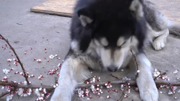 Close-up van mooie Siberische husky hond ligt over een gesneden abrikozentak en eet bloemen — Stockvideo