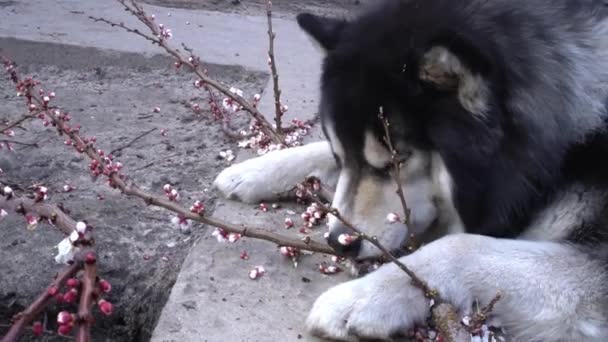 Husky hond ligt op een betonnen pad met gesneden abrikozentak en eet bloemen Close-up — Stockvideo