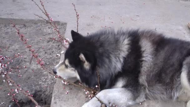 Husky pies bawi się wyciąć gałąź moreli i zjada kwiaty Close-up — Wideo stockowe