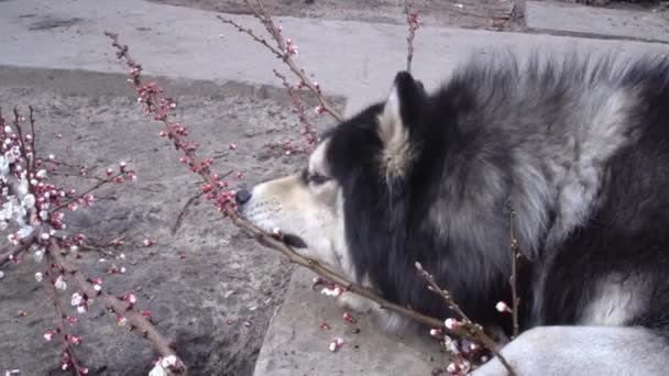 Husky pies bawi się gałęzią moreli na betonowej ścieżce i zjada kwiaty Close-up — Wideo stockowe