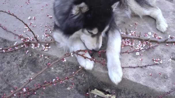 Хаскі собака бурчить розрізати гілку абрикоса на бетонній доріжці і їсть квіти крупним планом — стокове відео