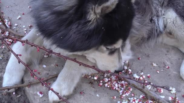 Close-up de bonitos siberianos husky mentiras perto de corte ramo de damasco e jogar — Vídeo de Stock