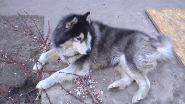 Søt, husky hund som ligger på betongvei nær avskåret aprikosgren – stockvideo