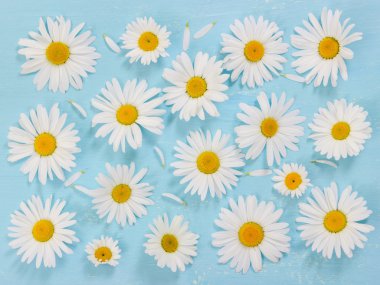 Mavi ahşap arka plan üzerinde papatya çiçeği. 