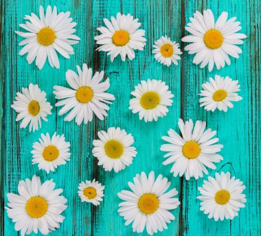 Chamomiles çiçekler ile düz yatıyordu kompozisyon  