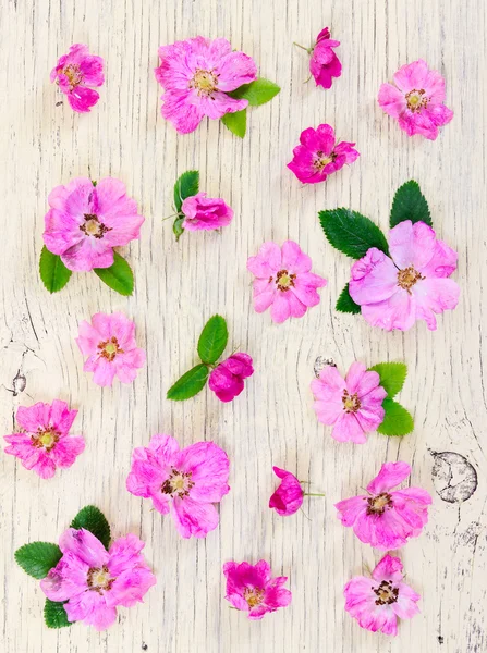 Rosa flores perro-rosa sobre fondo de madera clara . —  Fotos de Stock