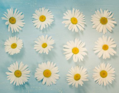 Antika arka plan mavi papatya çiçekler. Düz yatıyordu.  