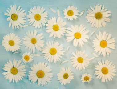 Chamomiles çiçekler üzerinde mavi arka plan ile düz yatıyordu kompozisyon.