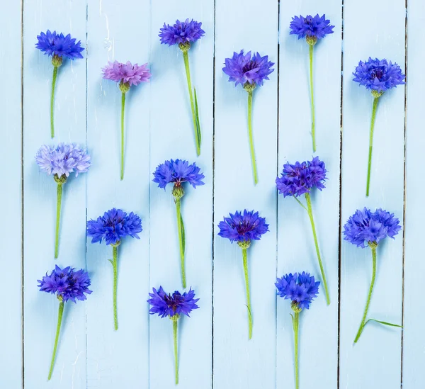 Flores de pradera acianos. Puesta plana . —  Fotos de Stock
