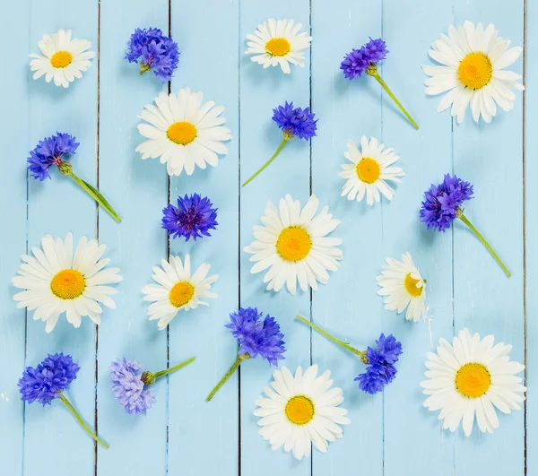 Flores de pradera acianos y manzanilla sobre fondo azul . —  Fotos de Stock