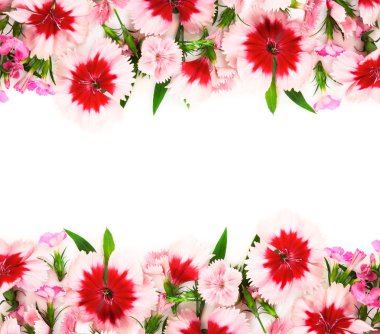 beyaz zemin üzerine karanfil çiçek. 