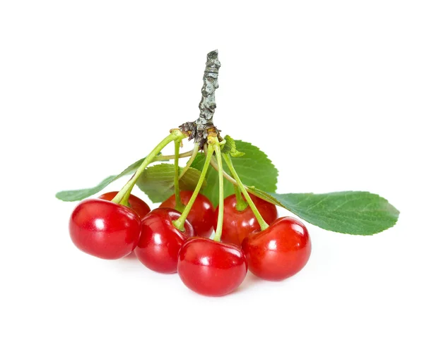 Morello cherries on branch — Stock Photo, Image