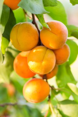 Ağaç dalında olgun kayısılar