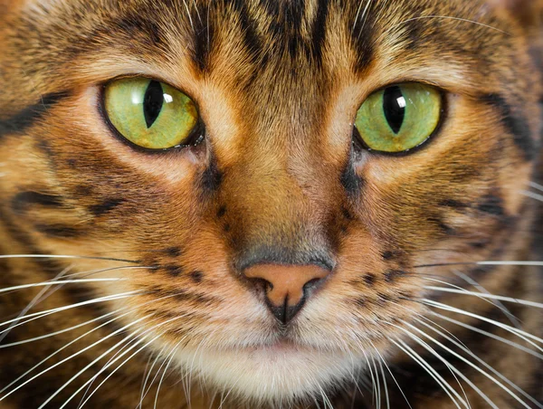 Retrato de gato Toyger, primer plano . — Foto de Stock