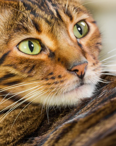 Портрет рідкісної породи кішка Toyger — стокове фото
