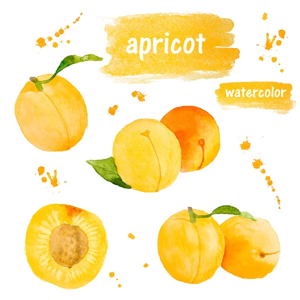 Uppsättning av aprikos. Akvarell illustration — Stockfoto