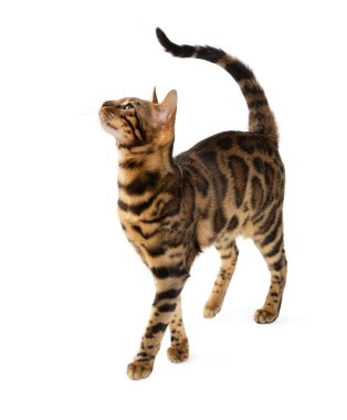 Beyaz arka planda izole edilmiş güzel yetişkin kedi Bengal cinsi. Kedi yukarı bakıyor..