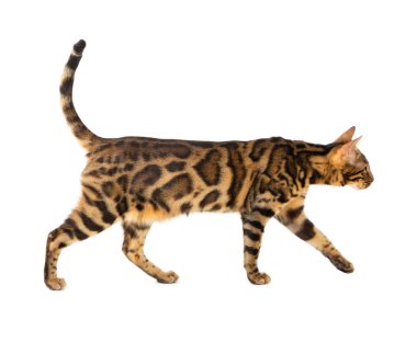 Beyaz arka planda izole edilmiş güzel yetişkin kedi Bengal cinsi..