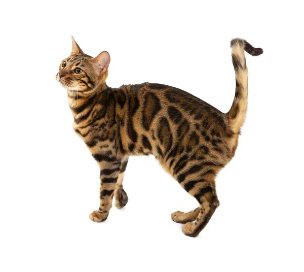 Beautiful Adult Cat Bengal Breed Isolated White Background — Stock Photo, Image