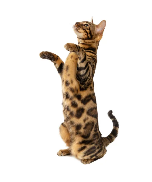 Beautiful Adult Cat Bengal Breed Isolated White Background Cat Stands — Stock Photo, Image